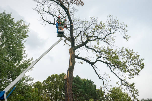 Tree Health Inspection in Shelby, NC